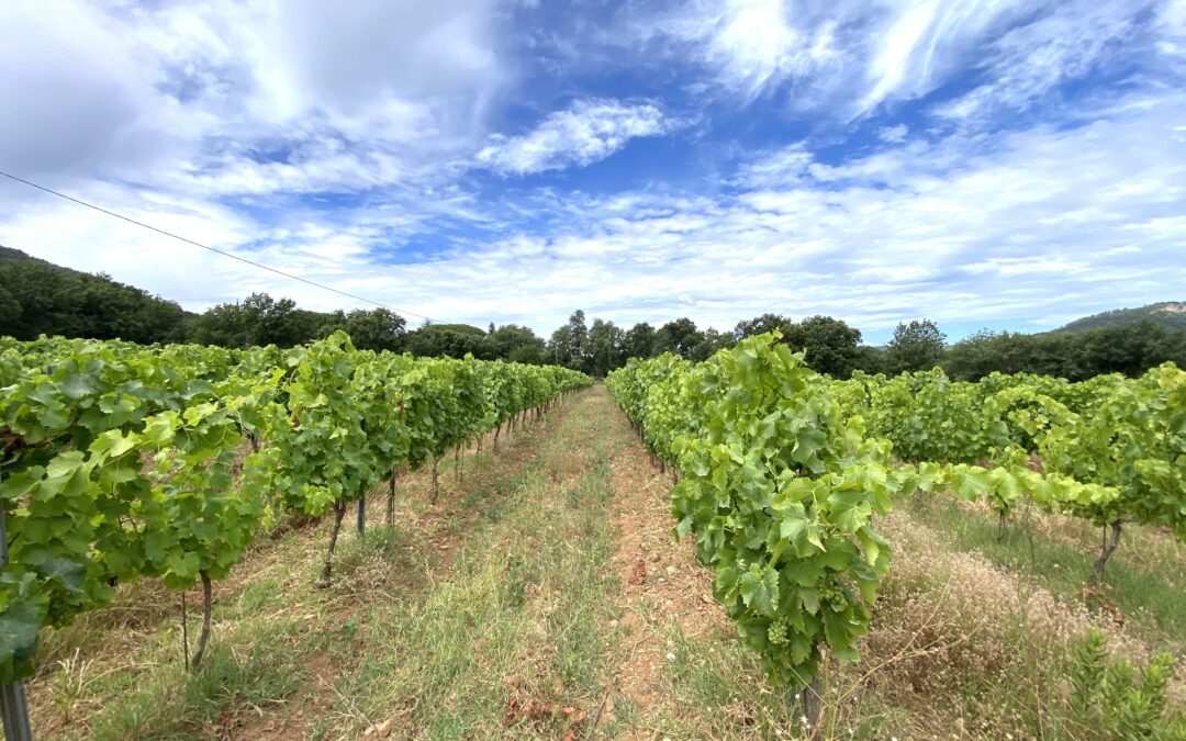 Vignoble en AOP « Côtes de Provence » – REF P103
