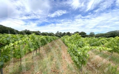 Vignoble en AOP « Côtes de Provence » – REF P103