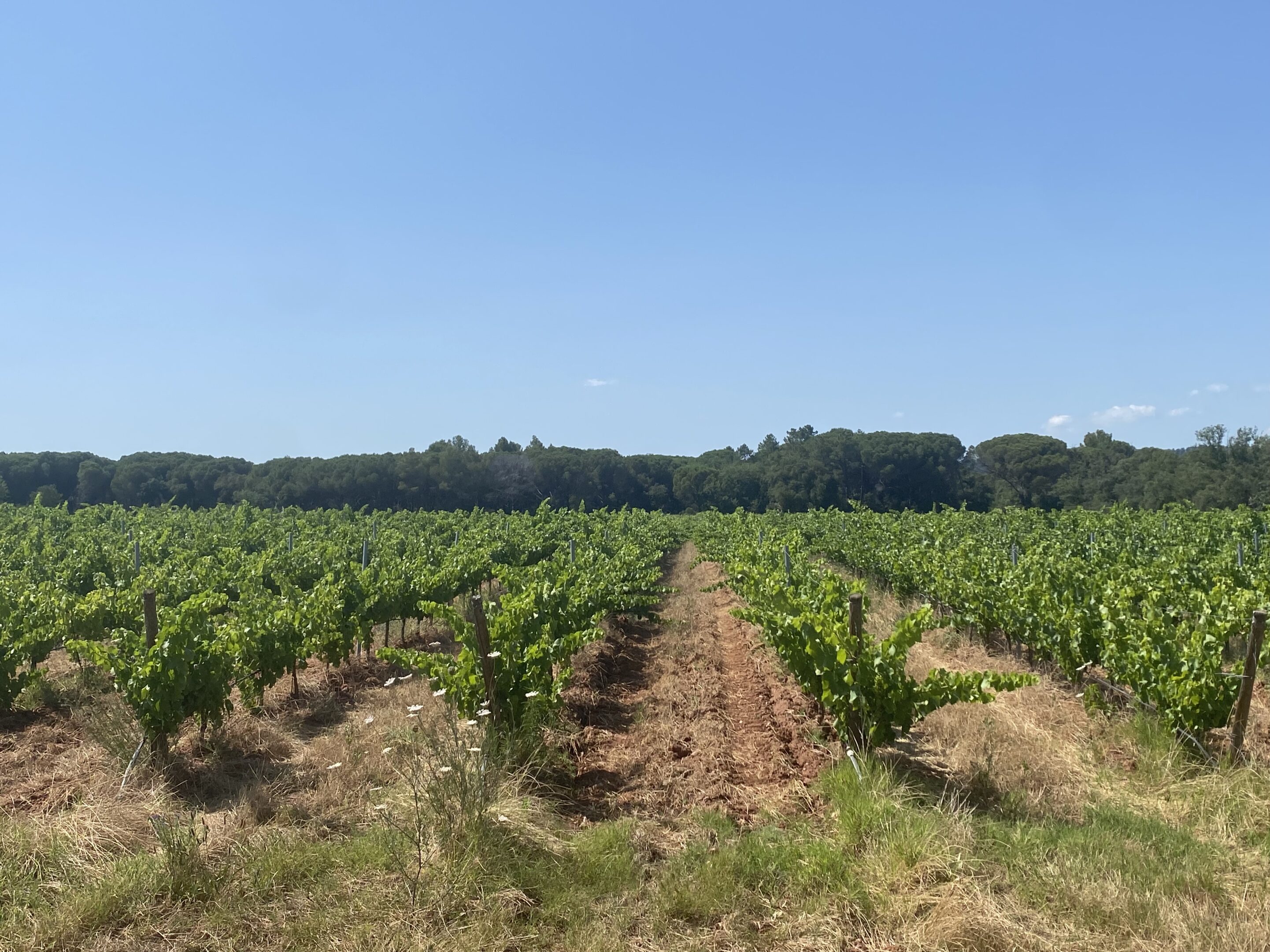 Vaste vignoble avec Château – Ref P258