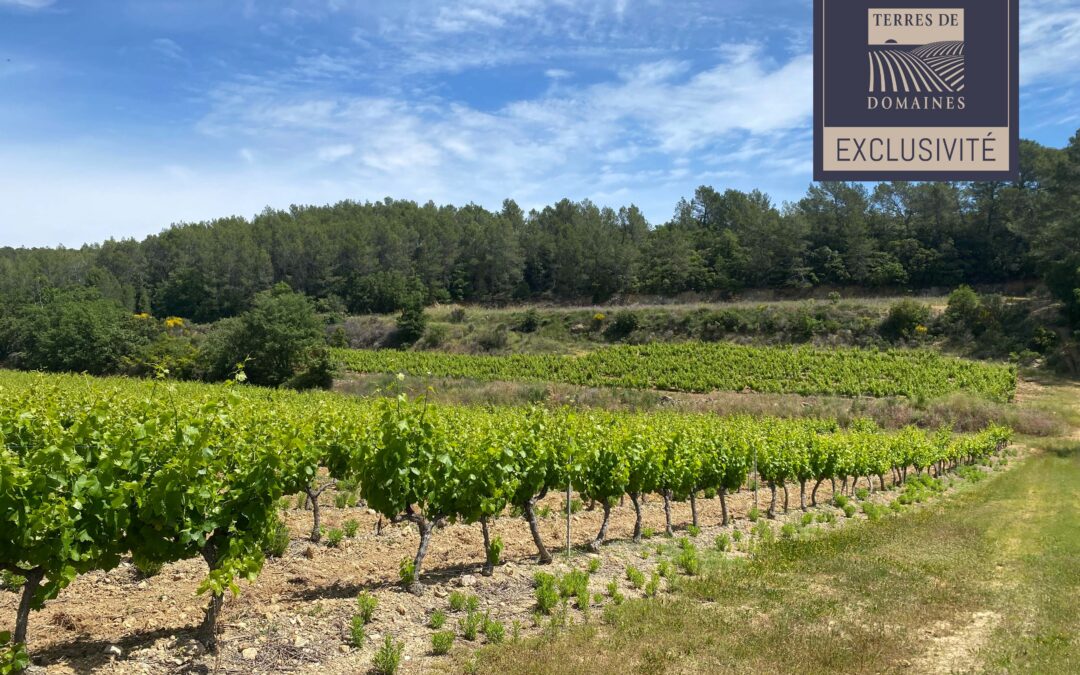 Exclusivité – Vignes en AOP « Côtes de Provence » – Ref P257