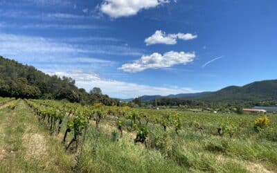 Outil de production des Côtes de Provence – Ref : P256