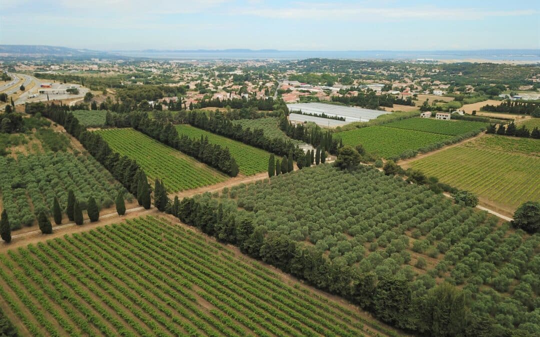 Vaste Vignoble en AOP « Coteaux-d’Aix-en-Provence » – Ref P145